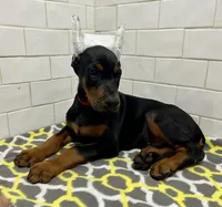 Grayson , a male Doberman Pinscher for sale in Reeds Spring, MO – 1 of 4