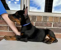 Spain, a male Doberman Pinscher for sale in Reeds Spring, MO – Photo 2 of 5