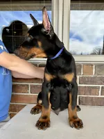 Spain, a male Doberman Pinscher for sale in Reeds Spring, MO – Photo 4 of 5