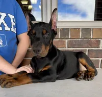 Spain, a male Doberman Pinscher for sale in Reeds Spring, MO – Photo 5 of 5