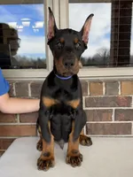 Spain, a male Doberman Pinscher for sale in Reeds Spring, MO – Photo 1 of 5
