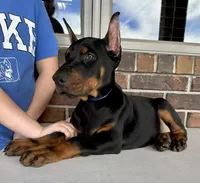 Spain, a male Doberman Pinscher for sale in Reeds Spring, MO – Photo 3 of 5