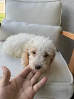 Toy Poodle, a female Poodle - Toy  for sale in Ocala, FL – 6 of 7