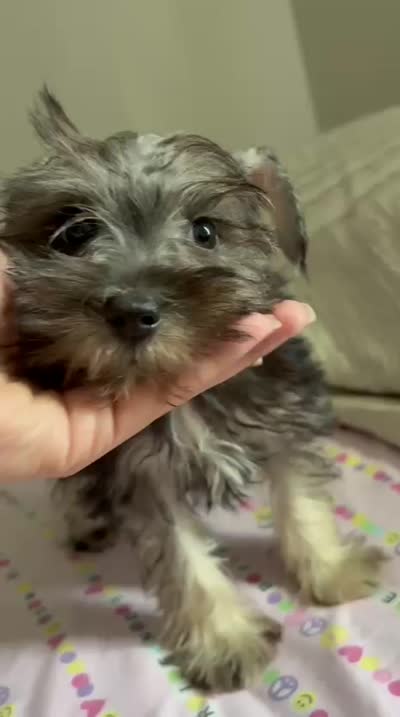 Miniature Schnauzer, a female Miniature Schnauzer for sale in Ocala, FL – 5 of 5