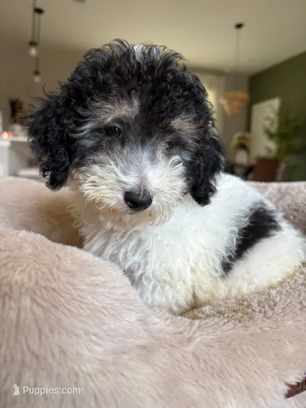 Toy Poodle – Poodle - Toy  puppy for sale in Ocala, FL