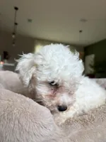 Bichon Frise, a male Bichon Frise for sale in Ocala, FL – 3 of 5