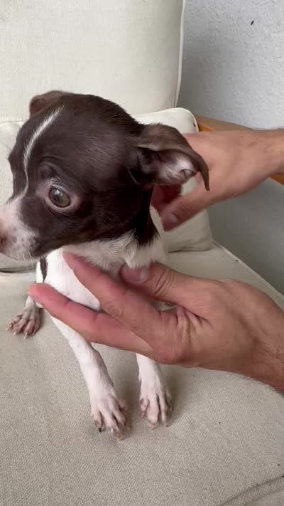 Chihuahua, a male Chihuahua for sale in Ocala, FL – 2 of 2