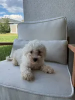 Bichon Frise, a male Bichon Frise for sale in Ocala, FL – 2 of 5
