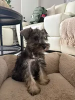 Miniature Schnauzer, a female Miniature Schnauzer for sale in Ocala, FL – 3 of 5