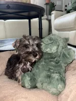 Miniature Schnauzer, a female Miniature Schnauzer for sale in Ocala, FL – 1 of 5