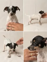 Lupe, a female Chihuahua for sale in Ocala, FL – 2 of 2