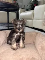 Miniature Schnauzer, a female Miniature Schnauzer for sale in Ocala, FL – 2 of 5