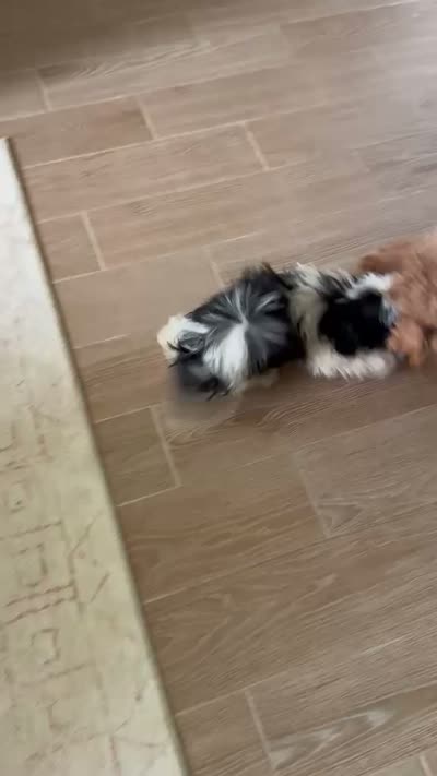 Milo, a male Shih Tzu for sale in Ocala, FL – 2 of 2