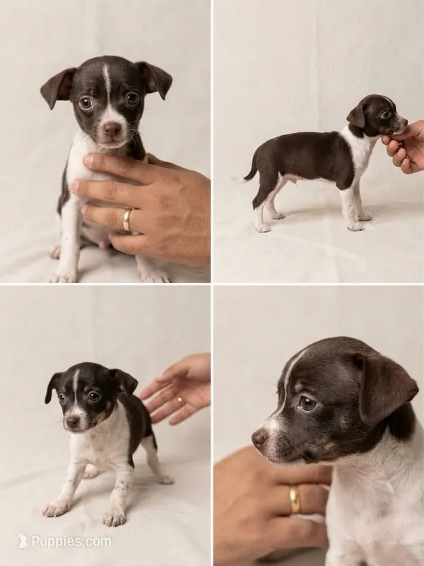 Chihuahua – Chihuahua puppy for sale in Ocala, FL
