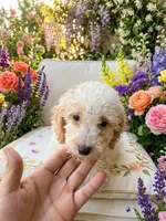 Toy Poodle, a female Poodle - Toy  for sale in Ocala, FL – 1 of 7