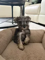 Miniature Schnauzer, a female Miniature Schnauzer for sale in Ocala, FL – 4 of 5