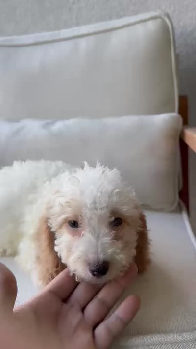 Toy Poodle, a female Poodle - Toy  for sale in Ocala, FL – 7 of 7