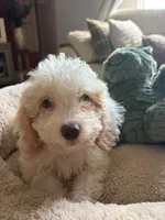 Toy Poodle, a female Poodle - Toy  for sale in Ocala, FL – 5 of 7