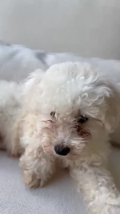 Bichon Frise, a male Bichon Frise for sale in Ocala, FL – 5 of 5