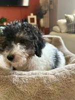 Toy Poodle, a male Poodle - Toy  for sale in Ocala, FL – 4 of 6