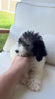 Toy Poodle, a male Poodle - Toy  for sale in Ocala, FL – 2 of 6