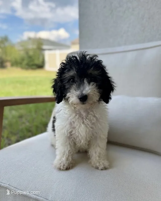Toy Poodle – Poodle - Toy  puppy for sale in Ocala, FL