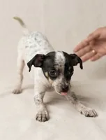 Lupe, a female Chihuahua for sale in Ocala, FL – 1 of 2