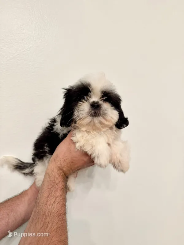 Milo – Shih Tzu puppy for sale in Ocala, FL