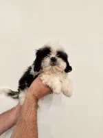 Milo, a male Shih Tzu for sale in Ocala, FL – 1 of 2