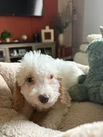 Toy Poodle, a female Poodle - Toy  for sale in Ocala, FL – 4 of 7