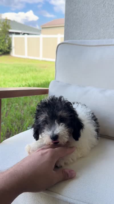 Toy Poodle, a male Poodle - Toy  for sale in Ocala, FL – 5 of 6