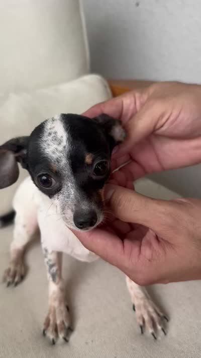 Chihuahua, a female Chihuahua for sale in Ocala, FL – 3 of 3