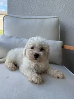 Bichon Frise, a male Bichon Frise for sale in Ocala, FL – 1 of 5