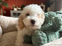 Toy Poodle, a female Poodle - Toy  for sale in Ocala, FL – 2 of 7
