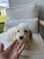 Toy Poodle, a female Poodle - Toy  for sale in Ocala, FL – 3 of 7
