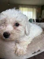 Bichon Frise, a male Bichon Frise for sale in Ocala, FL – 4 of 5