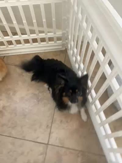 Joojoo, a male Pekingese and Pomeranian for sale in Las Vegas, NV – 4 of 4