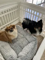 Joojoo, a male Pekingese and Pomeranian for sale in Las Vegas, NV – 3 of 4