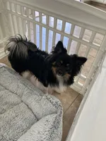 Joojoo, a male Pekingese and Pomeranian for sale in Las Vegas, NV – 2 of 4