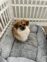 Joojoo, a male Pekingese and Pomeranian for sale in Las Vegas, NV – 1 of 4
