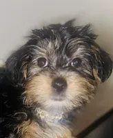 Yellow , a male Yorkshire Terrier for sale in Rochester Hills, MI – Photo 1 of 4