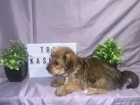 Tres, a female Yorkshire Terrier for sale in Rochester Hills, MI – 2 of 2