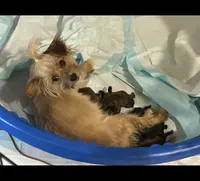 Prima, a female Yorkshire Terrier for sale in Rochester Hills, MI – 3 of 4