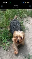 Prima, a female Yorkshire Terrier for sale in Rochester Hills, MI – 4 of 4