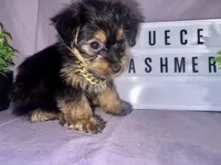 Duece , a female Yorkshire Terrier for sale in Rochester Hills, MI – 1 of 2