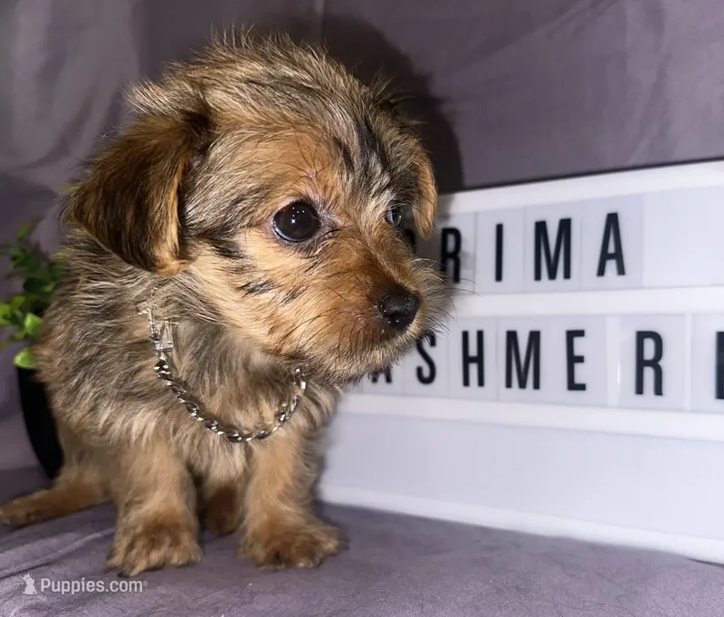 Prima – Yorkshire Terrier puppy for sale in Rochester Hills, MI