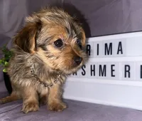 Prima, a female Yorkshire Terrier for sale in Rochester Hills, MI – 1 of 4