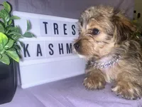 Tres, a female Yorkshire Terrier for sale in Rochester Hills, MI – 1 of 2