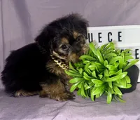 Duece , a female Yorkshire Terrier for sale in Rochester Hills, MI – 2 of 2