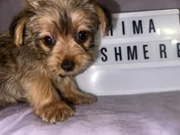 Prima, a female Yorkshire Terrier for sale in Rochester Hills, MI – 2 of 4